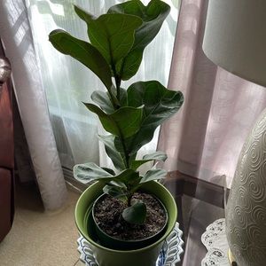 Meet your Posher, Fermina